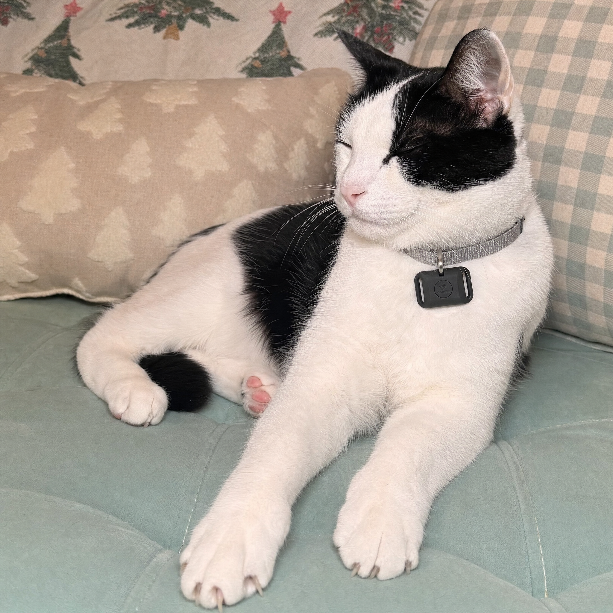 Flea and Tick Free